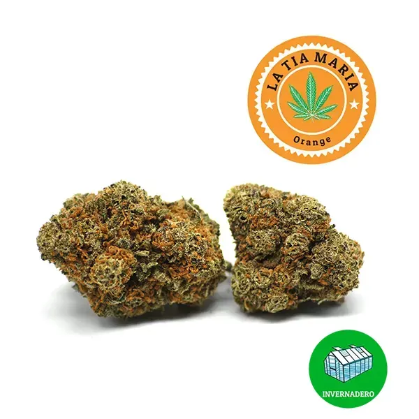 Variedad de flor CBD Orange de La Tía María. Cultivada en invernadero.
