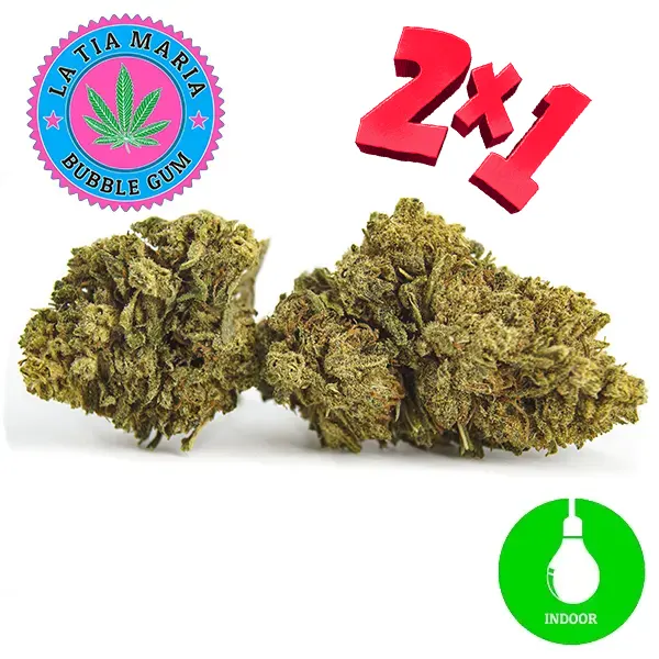 Variedad de flor CBD Bubble Gun de La Tía María. Ahora en 2x1
