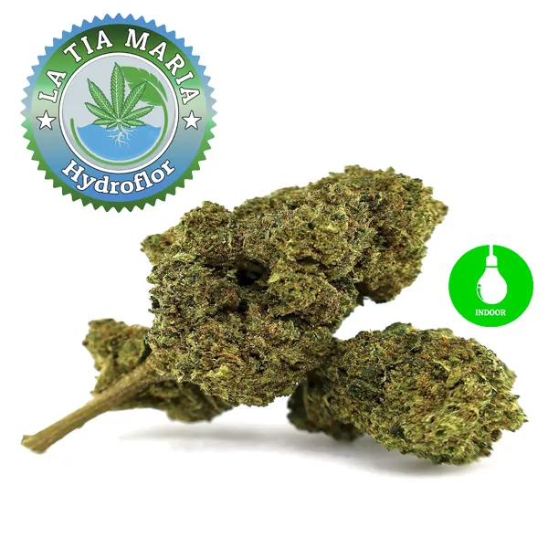 Variedad Hydroflor en La Tía María.